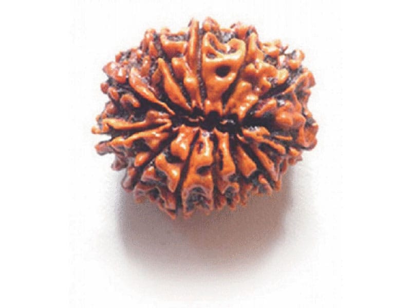 Twelve Mukhi Rudraksha