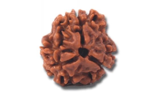 Three Mukhi Rudraksh