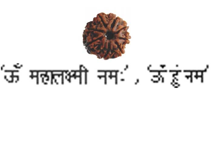 Eight Mookhi Rudraksha