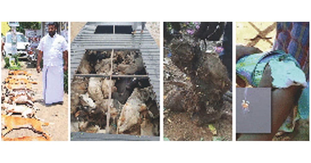 Six things you must do when you witness animal cruelty ...