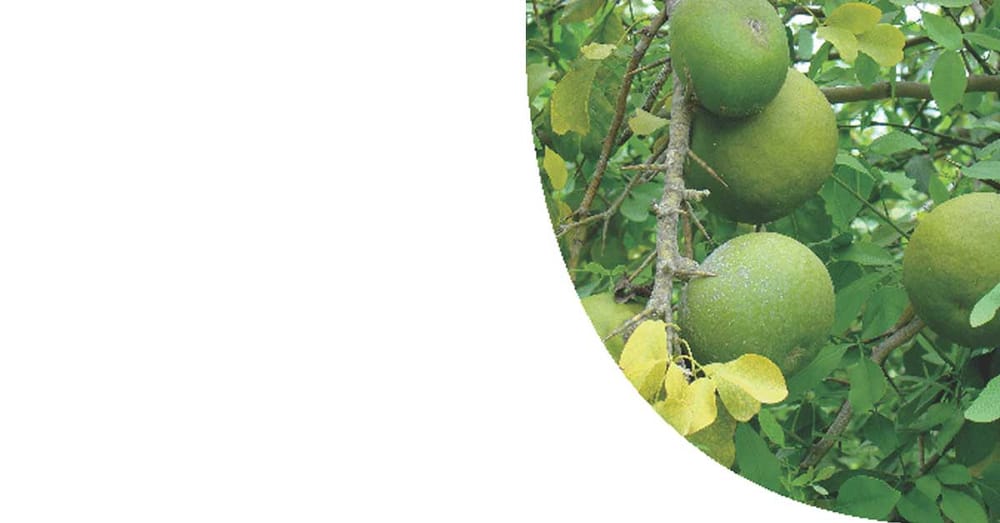 Bael And Its Benefits