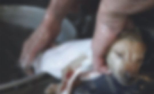 Man’s Best Friend On His Plate