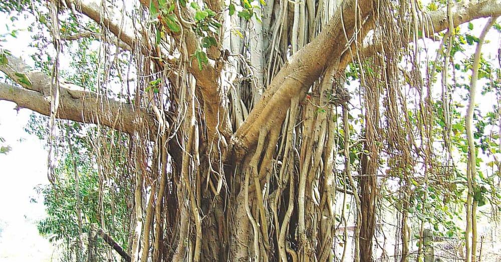 Akshayvat: The Indestructible Banyan