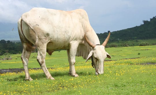 Cow the Unifying Factor