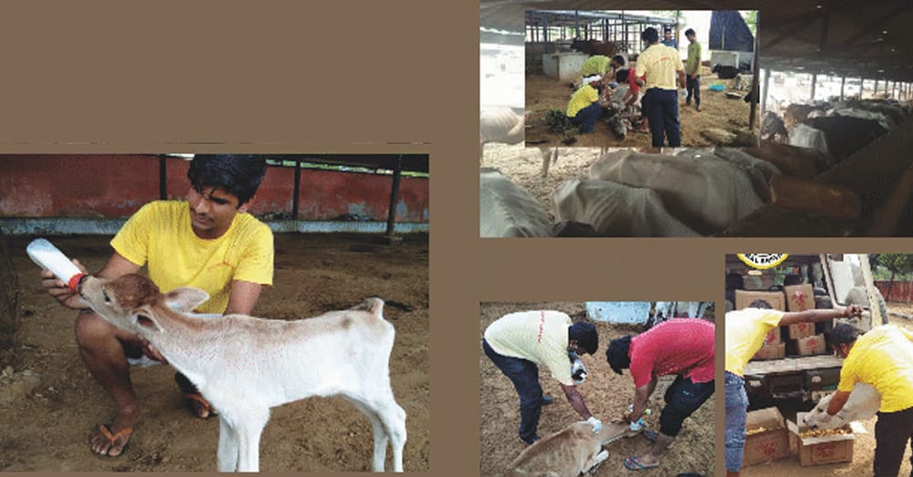 Mass Suffering Of Cows In A Well-Funded Shelter