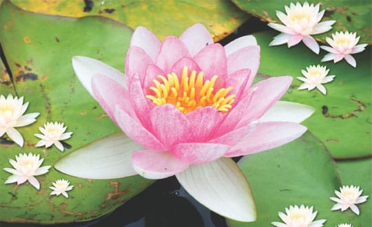 Warning Bells For Creation