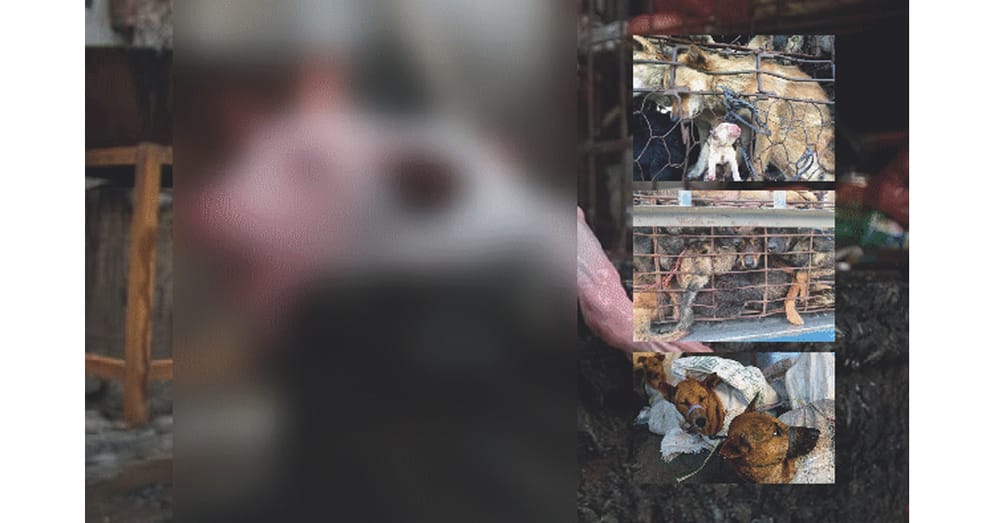 Don’t Eat That Dog