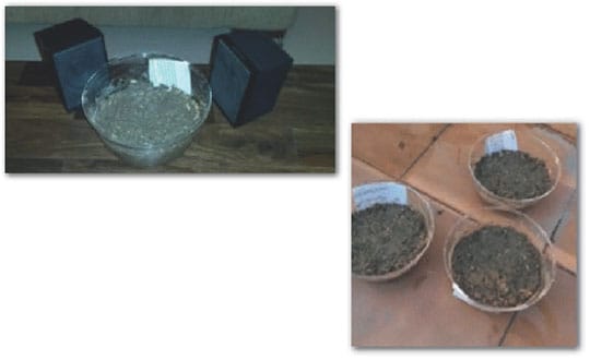 Effects of Different Sounds  on Plants  –  An independent  study