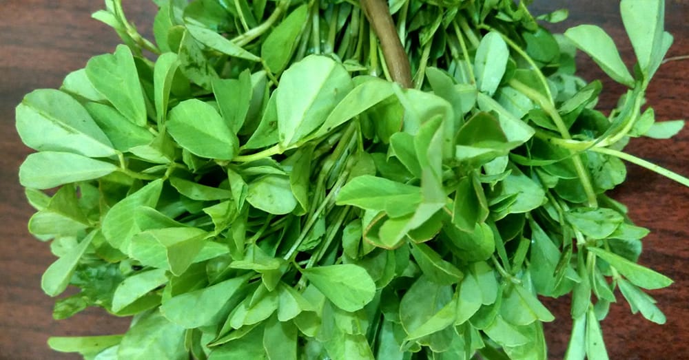 Fat management using fenugreek