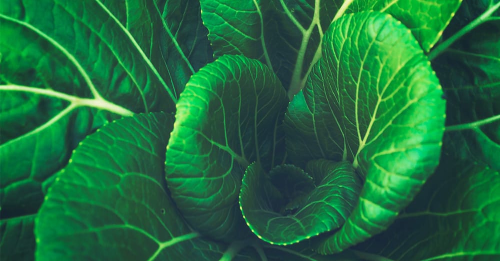 Green food for health that you can try