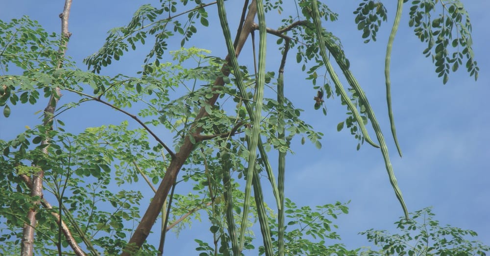 Moringa is the tree of life: Everything you need to know