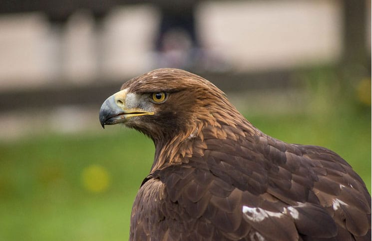 Now Eagles Fall Prey To Vulture Killing Drugs