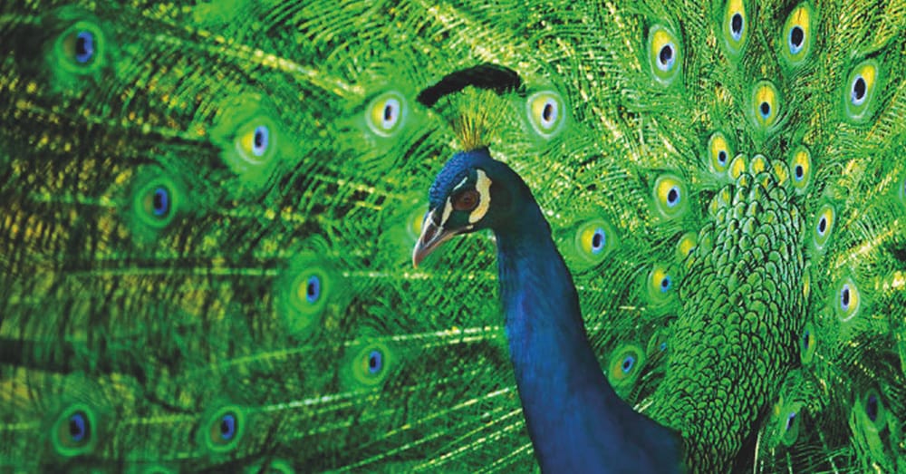 Proud As Peacock? Maybe Not