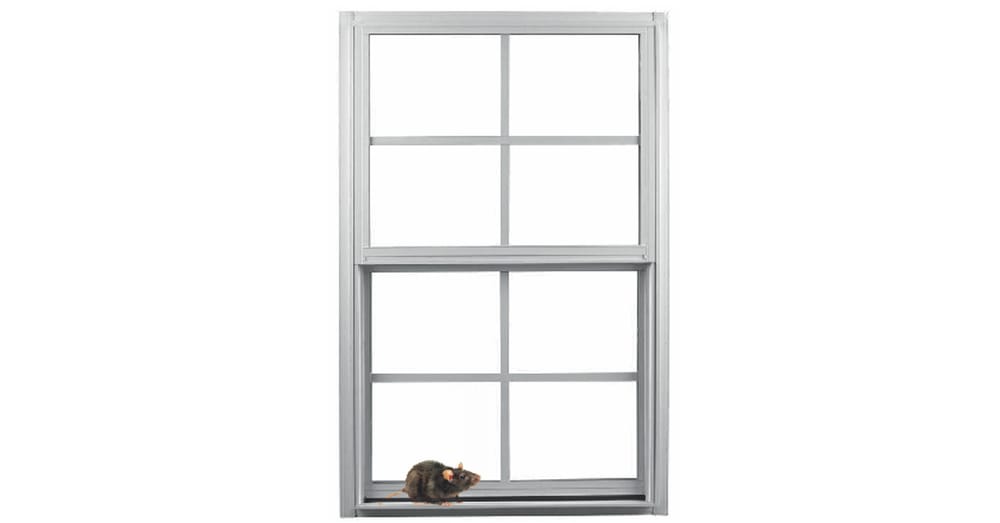 Shanti, Karma And A Rat