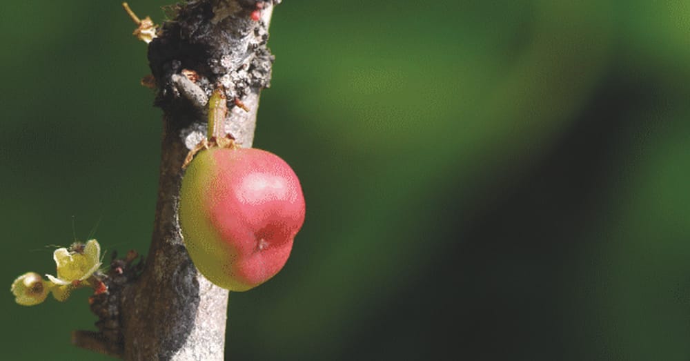 Take care of your teeth with these ancient methods