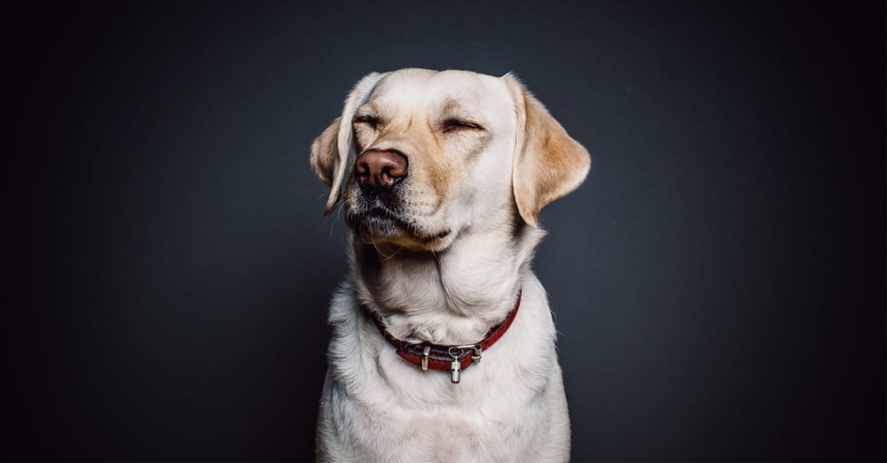 8 Laws And 3 Rights You Should Know To Save Animals