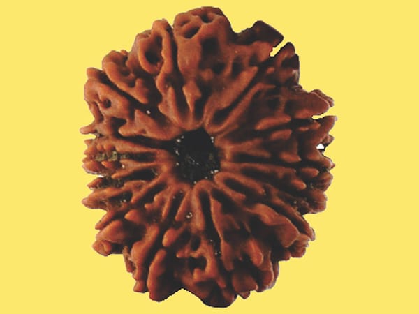 Thirteen Mukhi Rudraksh