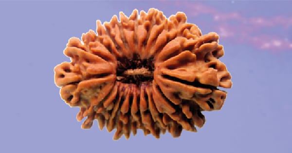 Nineteen Mukhi Rudraksha: Everything to know