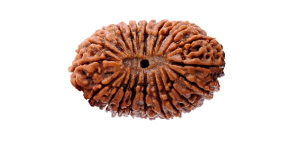 Twenty-One Mukhi Rudraksha And Its Effects
