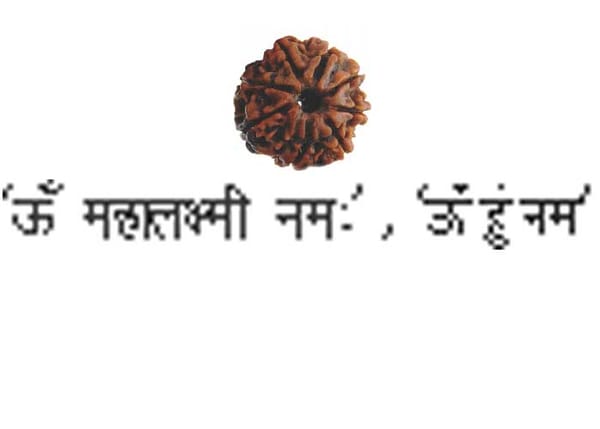 Eight Mookhi Rudraksha