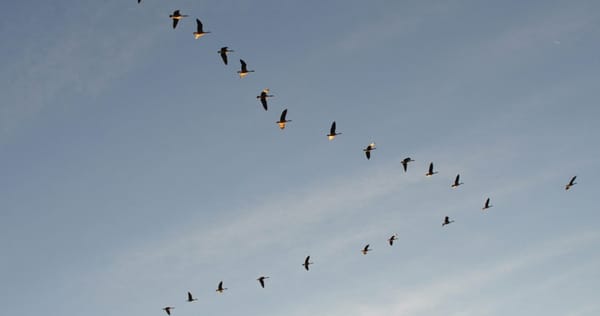 Why Do Some Birds Fly in a V?