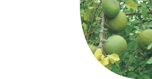 Bael And Its Benefits