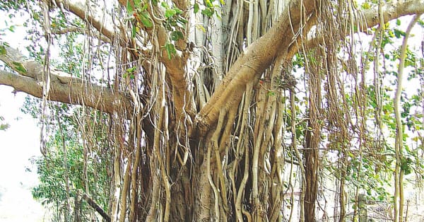 Akshayvat: The Indestructible Banyan