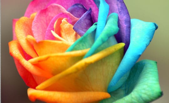 Which Colour Do You Want? [Holi Special]