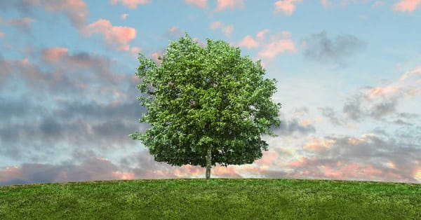 The Language Of Trees