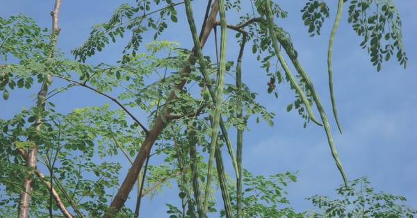 Moringa is the tree of life: Everything you need to know