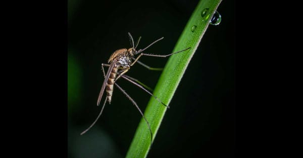 Here is how you can keep mosquitoes away naturally