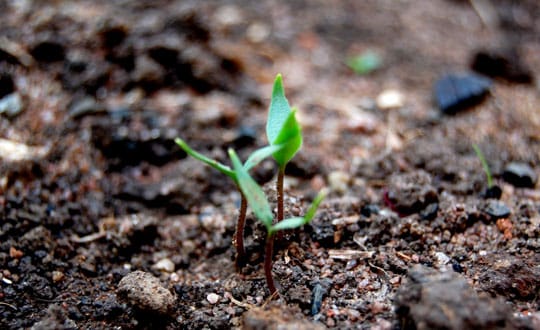 Let procrastination take a back seat and selfless love and care for environment emerge