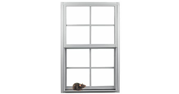 Shanti, Karma And A Rat