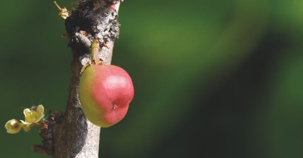 Take care of your teeth with these ancient methods