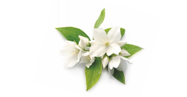 The Colour White And Its Significance