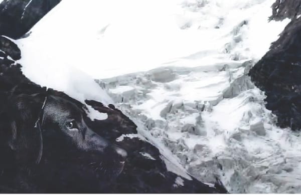 Yudhishtir and the Dog